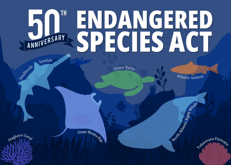 50th Anniversary of the Endangered Species Act with smalltooth sawfish, green turtle, Atlantic salmon, staghorn, North Atlantic right whale, and Tubastraea floreana