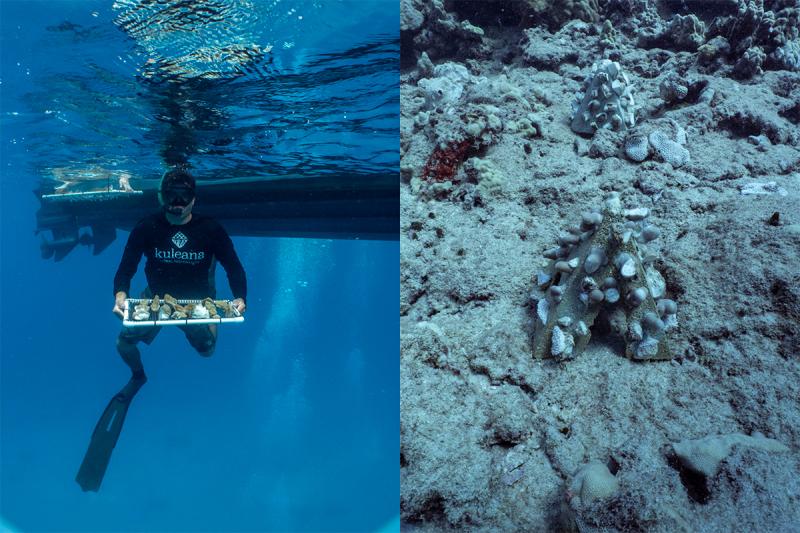 Left: A person underwater in fins and a snorkel holds a tray of coral fragments. Right: Pyramid-shaped structures with pieces of coral affixed to them on a reef