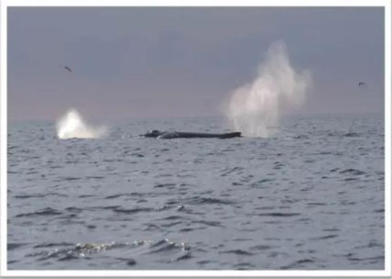 A whale breaching the surface to breathe.