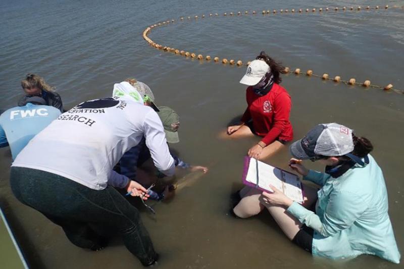 Scientists hold a sawfish in the water while tagging