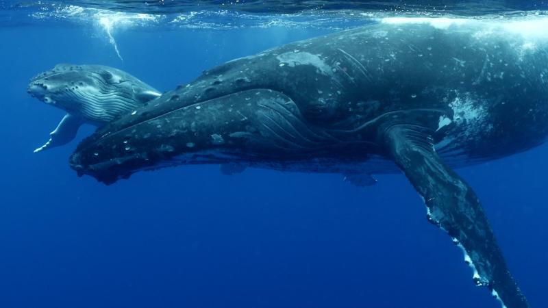 Two humpback whales swimming underwater. The water is very blue, and the surface is visible just above their heads.