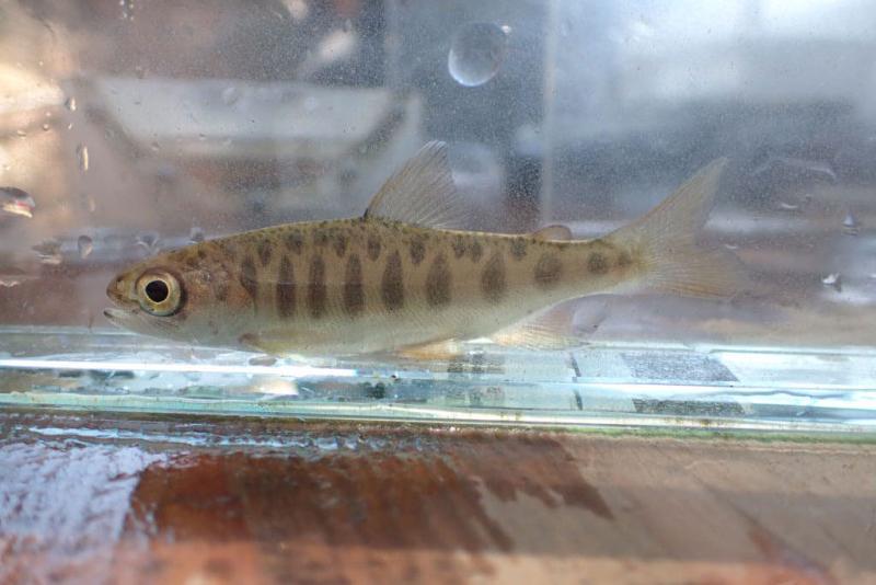 Juvenile coho in a plexiglass container