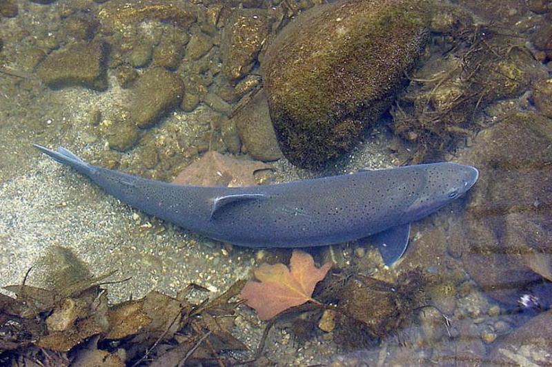 Adult steelhead in shallow water viewed from above