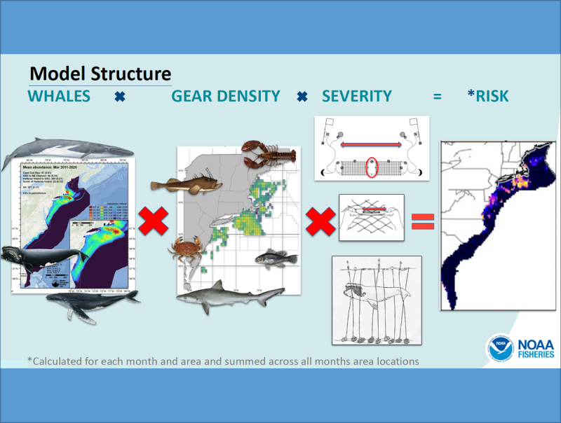  an illustration of the decision support tool structure: whale density, times gear density, times severity of injury to whales that encounter a gear type, equals risk.