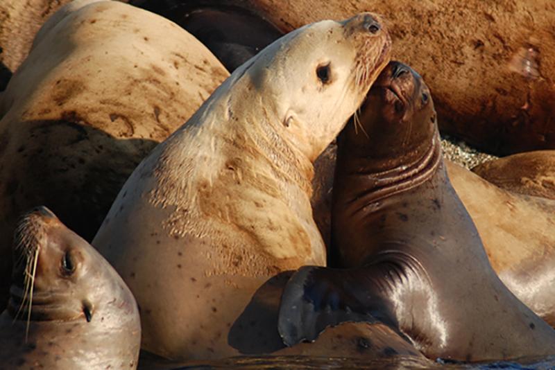 A Steller sea lion mom and calf.
