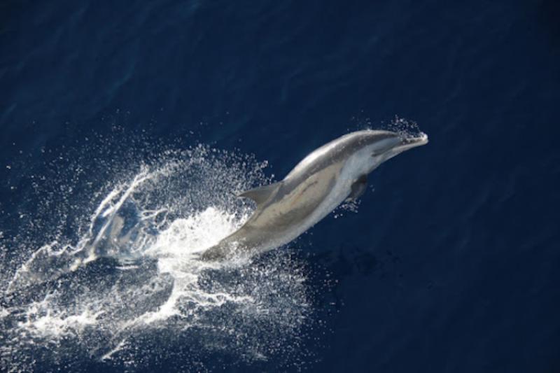 A pantropical spotted dolphin jumps out of the deep blue ocean water with white spray all around.