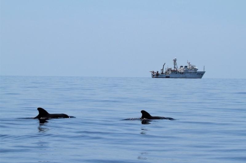 2 pilot whales swim at the ocean surface with dorsal fins exposed, a large white ship is seen on the horizon