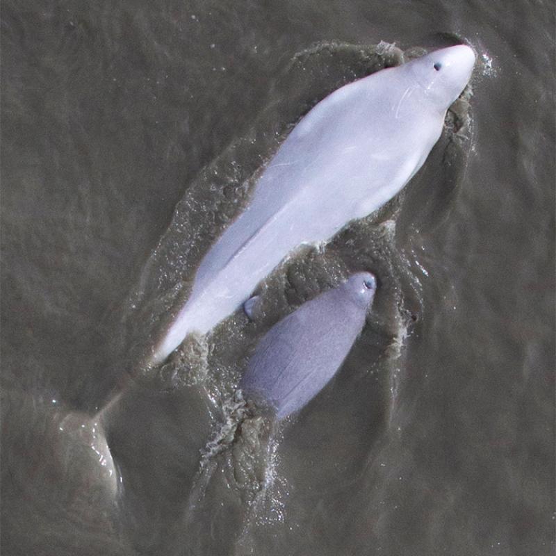 Aerial view of beluga whale with calf in water 