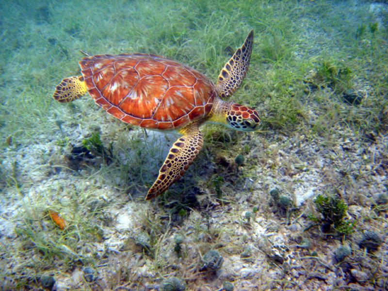Sea turtle swims above sea grass
