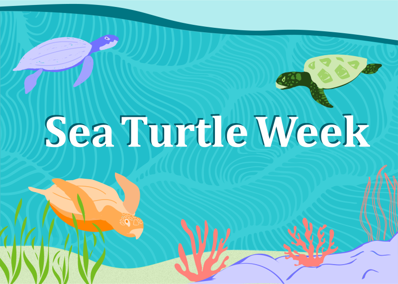 Celebrate Sea Turtle Week 2023 with NOAA Fisheries NOAA Fisheries