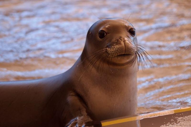Hawaiian monk seal Malama (RQ76) explores a rehabilitation pool pen during treatment at Ke Kai Ola. Photo © The Marine Mammal Center, NOAA Permit #24359