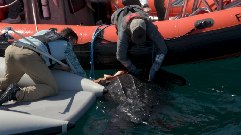 Two white men, one on a small white raft and one on a larger orange boat, lean into the water to hold a leatherback sea turtle.