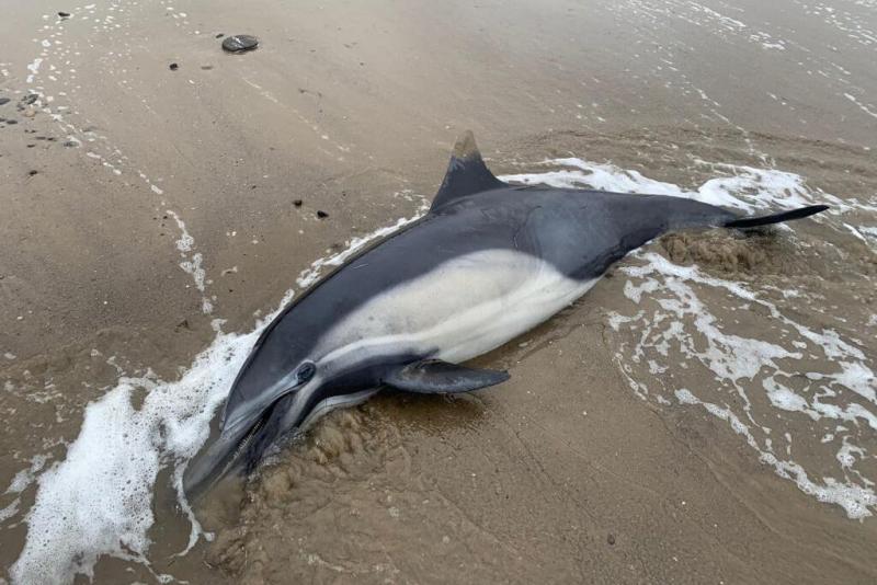 Deceased dolphin lying on a beach