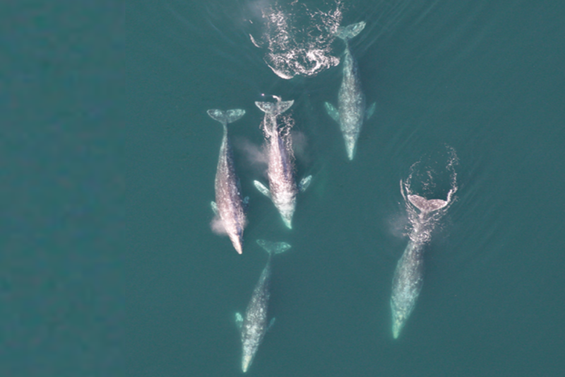 Gray whales migrating south in the Southern California Bight