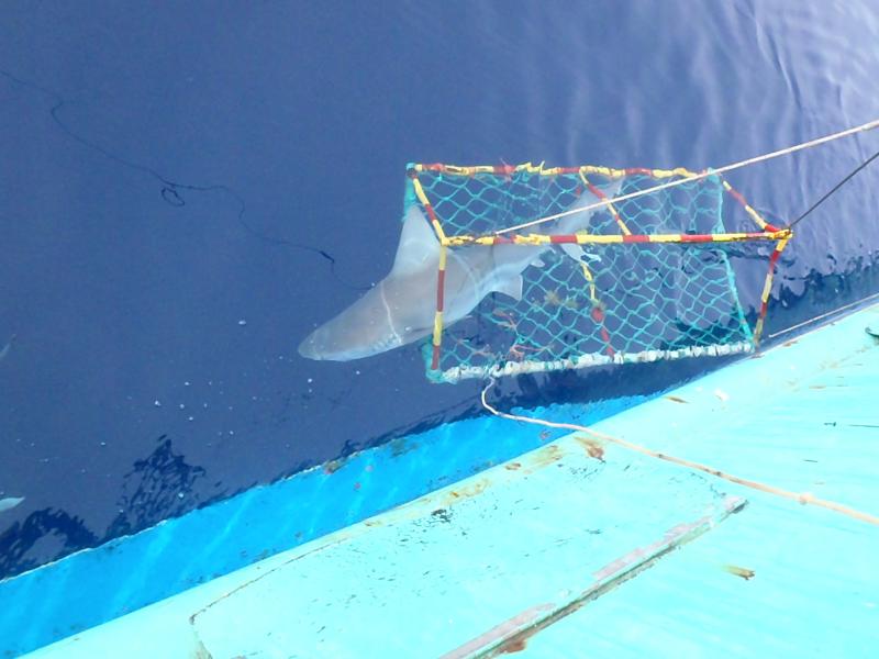 Releasing a sandbar shark on a shark survey.