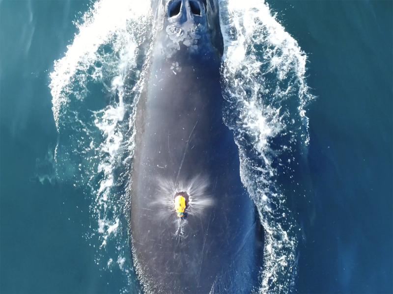 A bright yellow loaf-shaped tag just landing on the broad, finless back of a dark-colored whale, the splash from impact visible in the image. The whale’s blow holes are fully open as it takes a breath before submerging again.