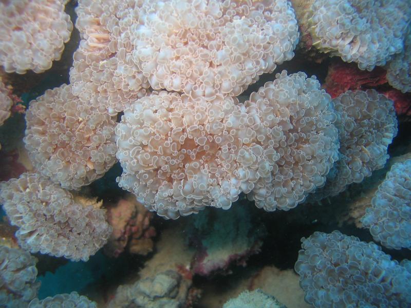 Pink white large-polyped with light tentacle tips.