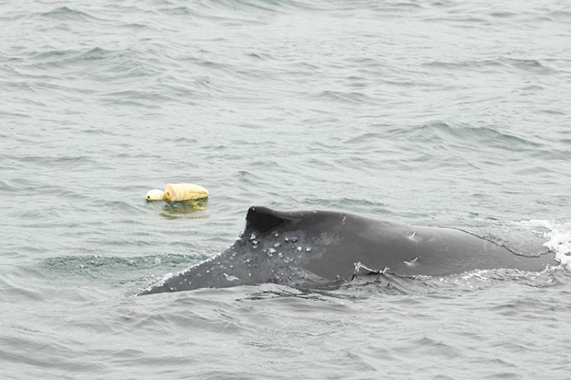 Foam floats trailing alongside the entangled humpback calf. Credit: NOAA Fisheries/John Moran (NMFS Permit # 24359)