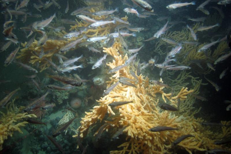 Dozens of small silvery fish surround bright orange coral
