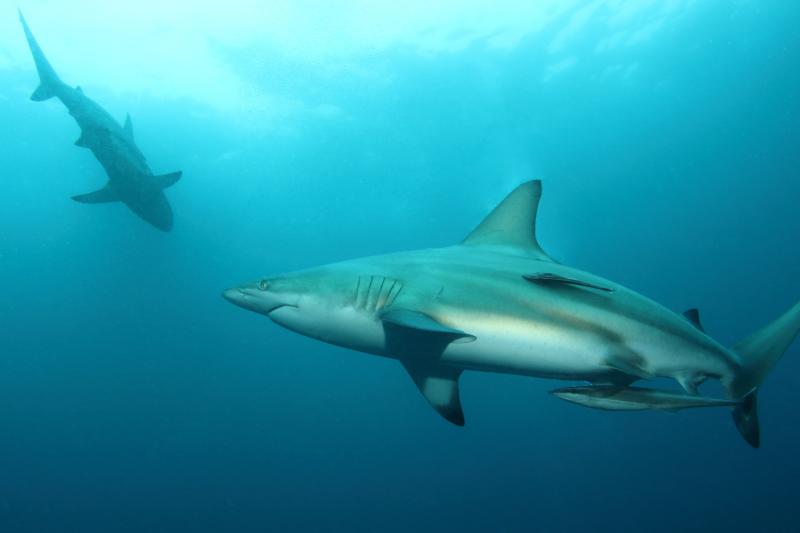 Two blacktip sharks swimming