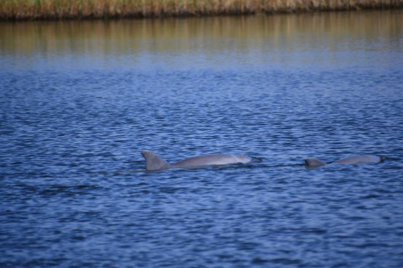 two dolphins swim at the surface of dark blue water. 