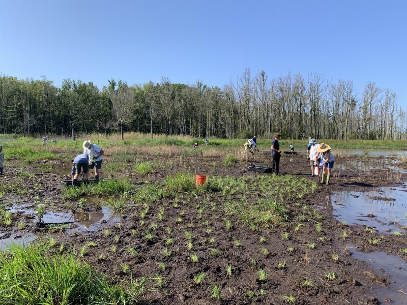 a marsh with juvenile plants is shown with multiple volunteers in the background  