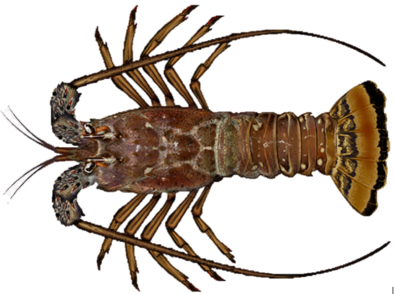 drawing of a spiny lobster