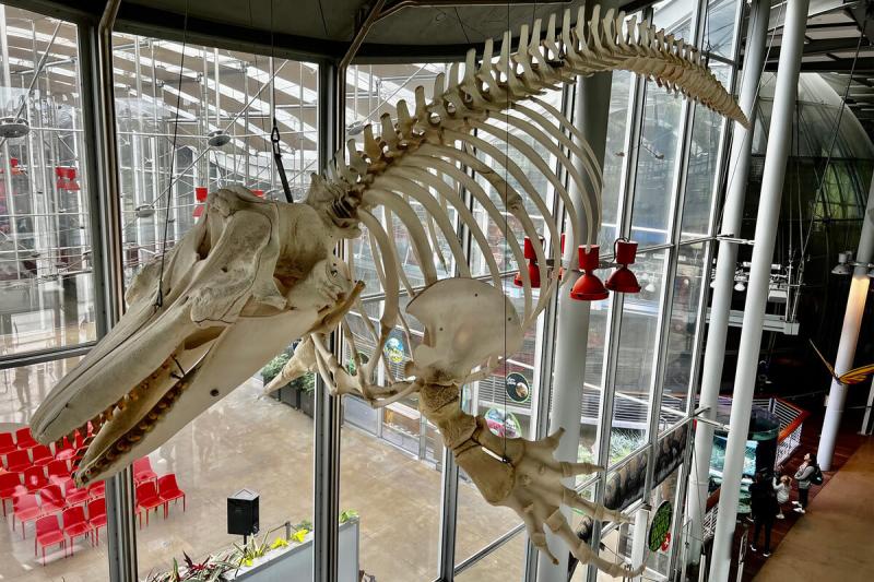 Killer whale skeleton suspended from the ceiling of the California Academy of Sciences