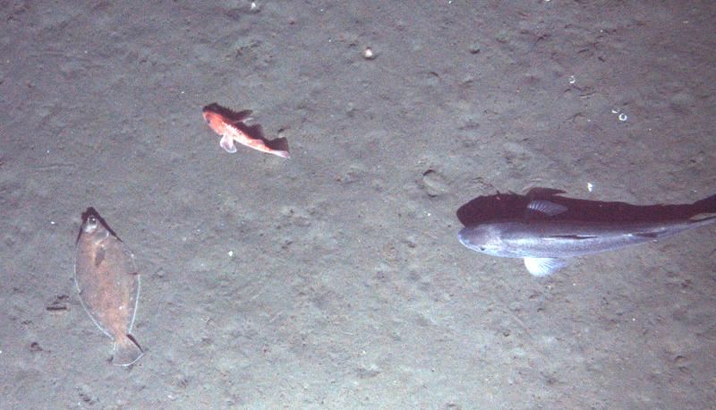 Looking at the seafloor from underwater, we see a flat fish almost camouflaged in the substrate of the seafloor, with a nearby orange fish and dark colored fish swimming close by.