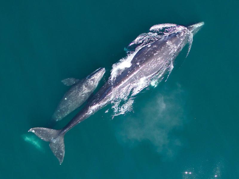 Photograph of a gray whale mother and her calf born this year on their northbound migration. 