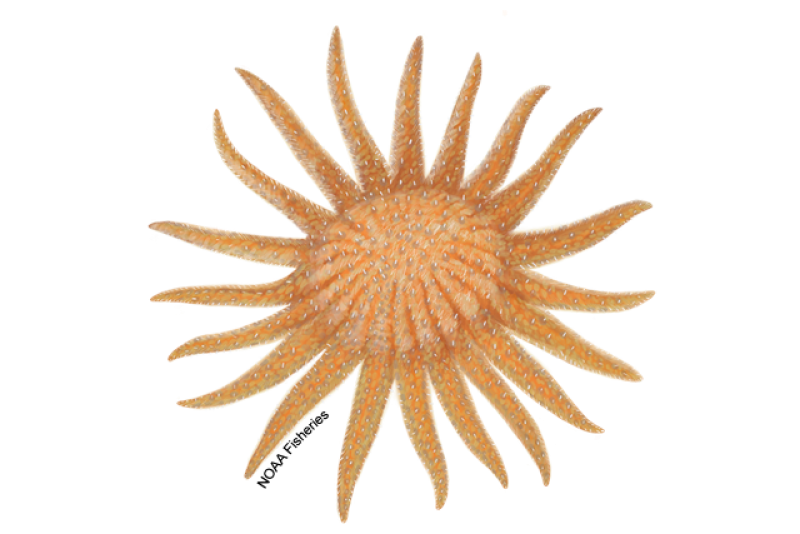 Illustration of a large, orange-colored sea star with several arms.