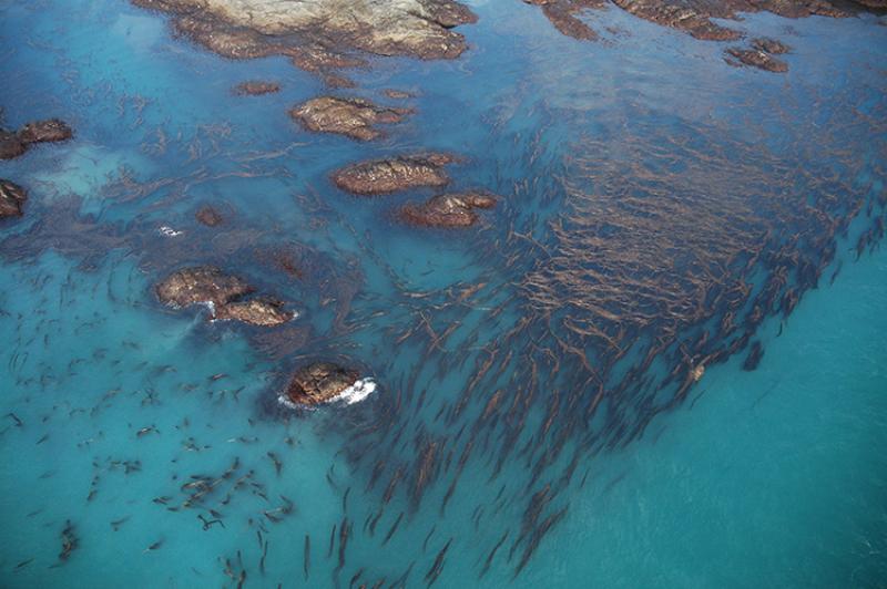 Aerial view of the ocean with kelp forests 