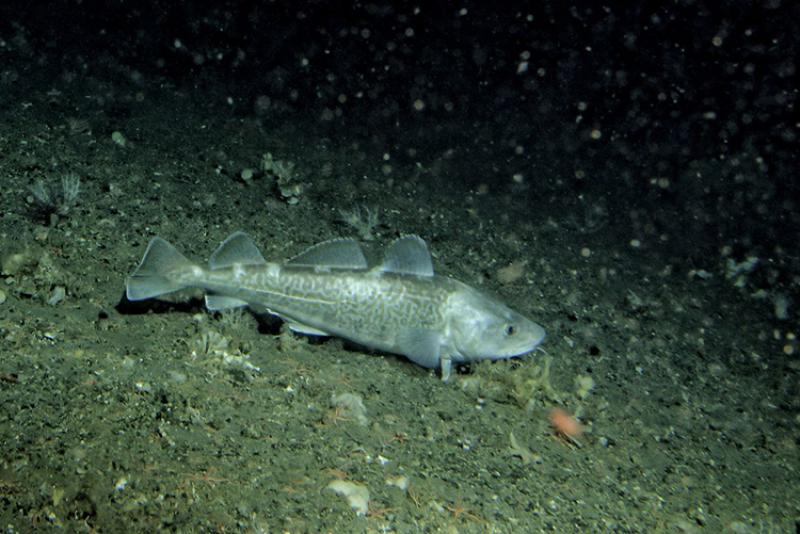 Pacific cod
