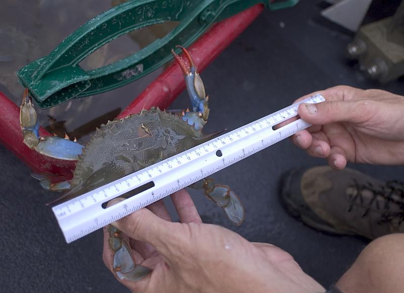 A closeup of human hands holding a blue crab and measuring the crab with a ruler