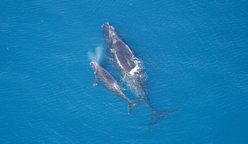 An overhead shot of an adult right whale swimming next to a right whale calf in blue water.
