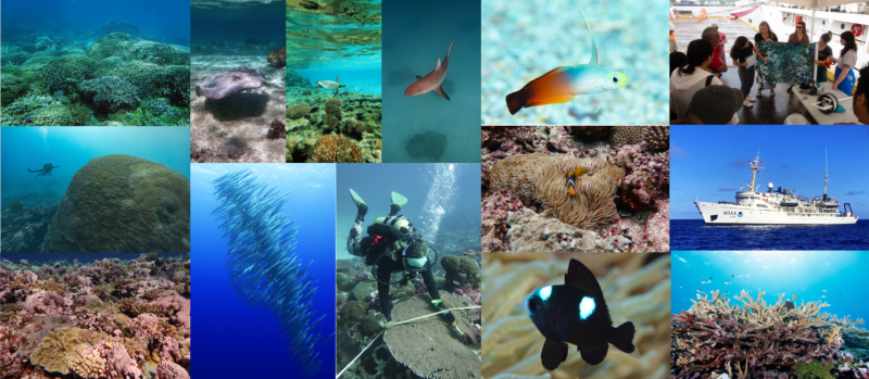 A collage of photos shows schools of fish, vibrant reefs, scuba divers laying transects, and scientists sharing information with the public. 