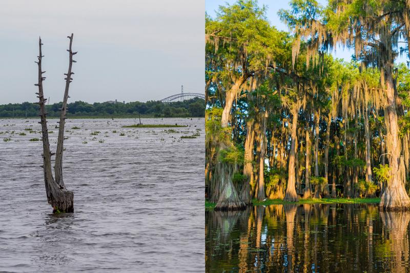 Bayou Bienvenue Wetlands today (left) versus a healthy cypress swamp in Louisiana (right).