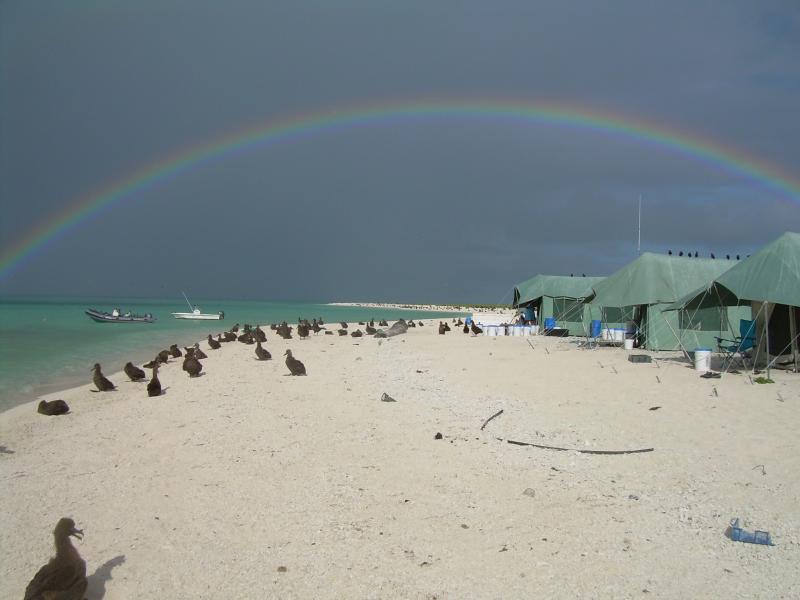 A rainbow appears over the shoreline with a row of green wall tents, two boats moored offshore, and dozens of albatross chicks sitting on the beach.