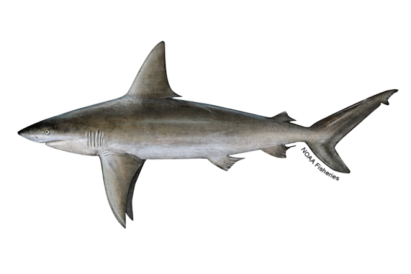 Side-profile illustration of a sandbar shark with brownish-gray body and white belly. 