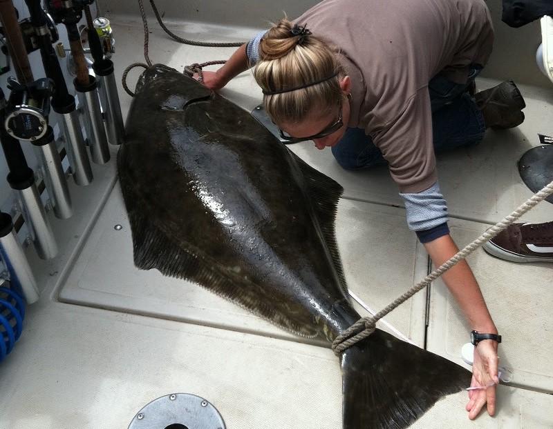 A sampler with the California Department of Fish and Wildlife measures a Pacific halibut.