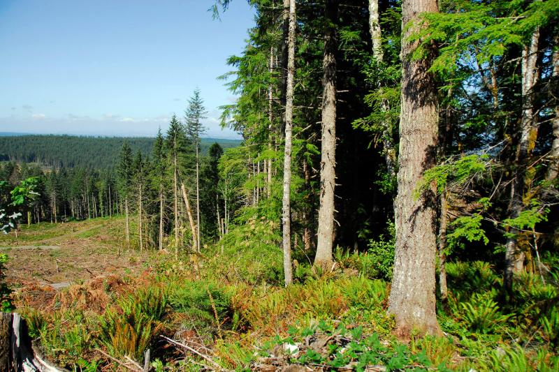 View of a partially cleared forest.