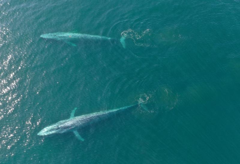 Two blue whales swim near the surface of the ocean.