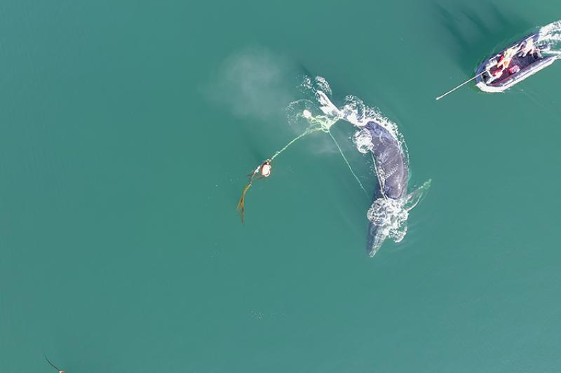 This aerial drone image shows the complexity of the entanglement through the mouth and wrapped around the flukes.