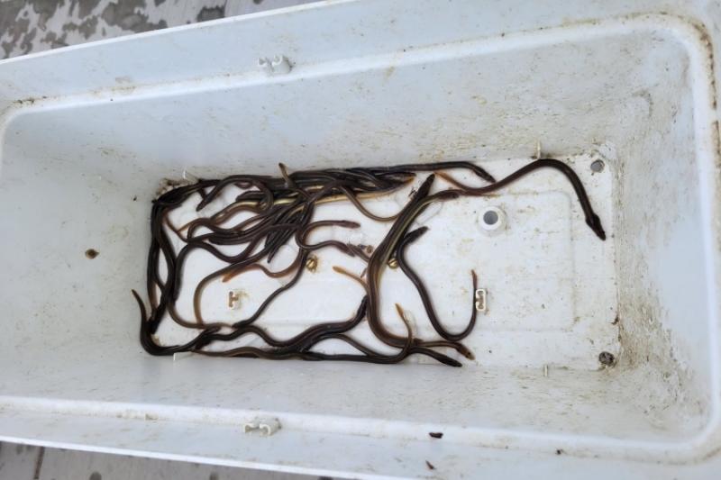 Skinny dark-colored eels in a white collection tank