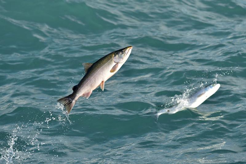 Coho salmon leaping out of the water.