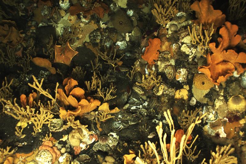 Orange coral at the bottom of the ocean