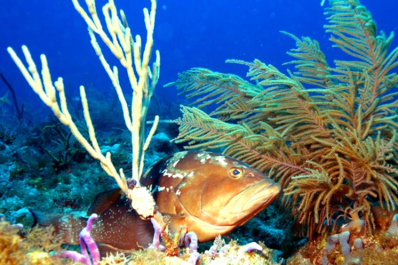 A colorful fish rests on a coral reef.