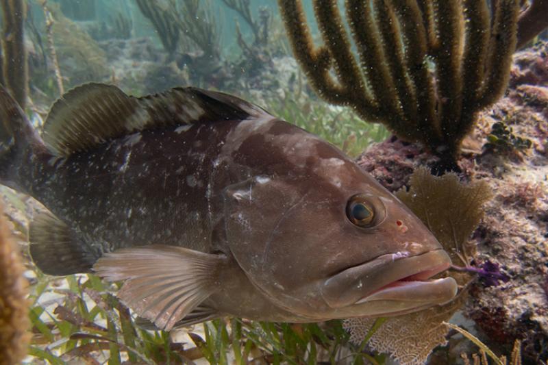 A red grouper