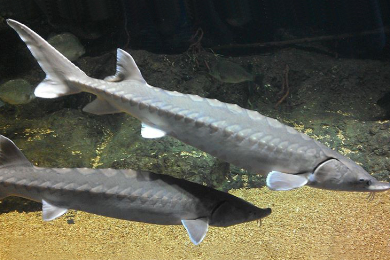 Two atlantic sturgeons swimming under the water