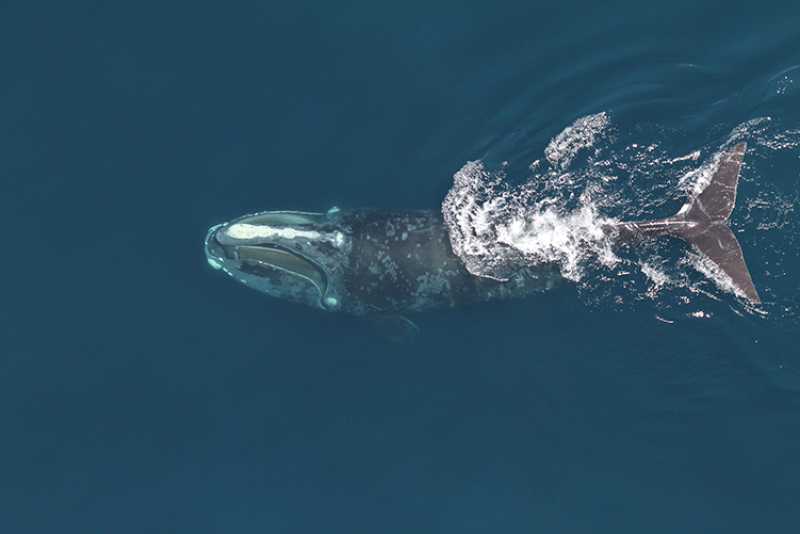 A right whale in clear blue water, skimming just below the surface, mouth open to catch plankton